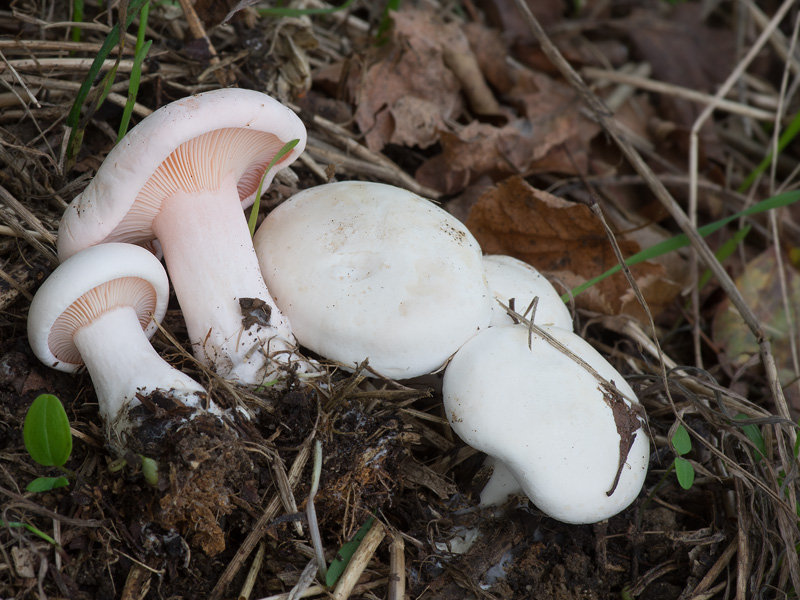 Leucopaxillus rhodoleucus